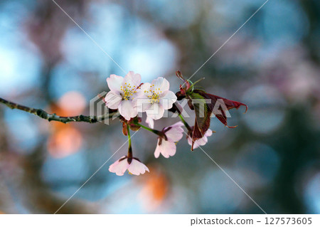 Scenery with cherry blossoms 127573605