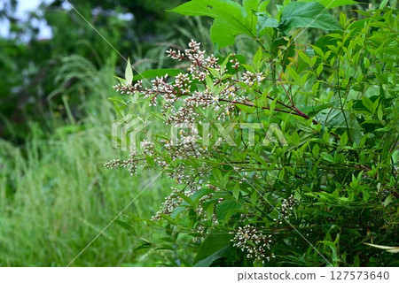 Nanten flowers 127573640