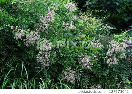 Nanten flowers Nanten flowers 127573641