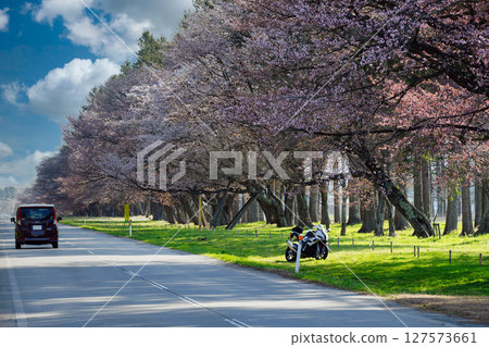 Road where the cherry blossom runs 127573661