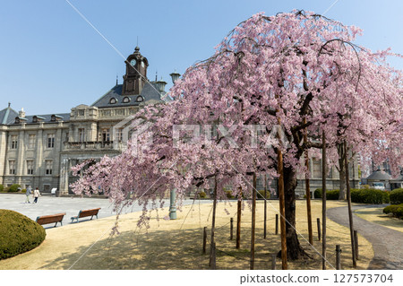 垂枝櫻花與文翔館 垂枝櫻花與文翔館 127573704