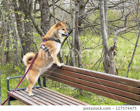 Adorable red Shiba Inu dog happily walking on lush green gras 127574475