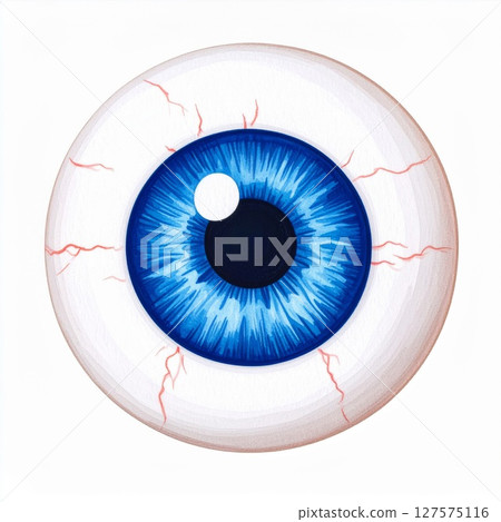 Detailed Blue Human Eyeball Illustration Detailed Blue Human Eyeball Illustration 127575116