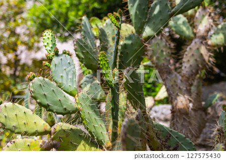 Close-up view of prickly pear cactus in urban garden. Natural texture, botanical detail and resilient growth in a warm Mediterranean setting. Close-up view of prickly pear cactus in urban garden. Natural texture, botanical detail and resilient growth in a warm Mediterranean setting. 127575430