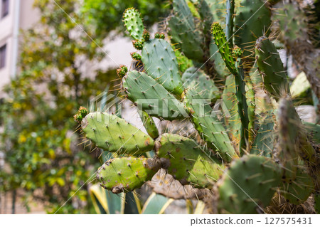 Close-up view of prickly pear cactus in urban garden. Natural texture, botanical detail and resilient growth in a warm Mediterranean setting. Close-up view of prickly pear cactus in urban garden. Natural texture, botanical detail and resilient growth in a warm Mediterranean setting. 127575431