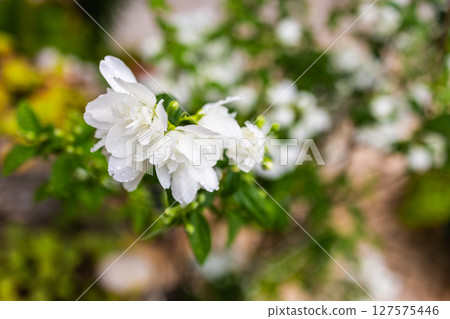 White flowers in bloom with morning dew. A symbol of tenderness and freshness captured in a soft, natural setting. Copy space 127575446
