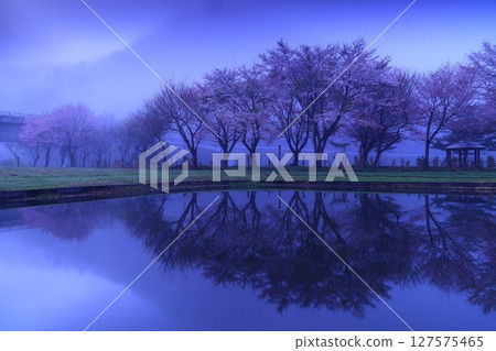 櫻花出現在水面上 櫻花出現在水面上 127575465