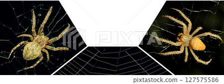 A tarantula spider in the center of a web. Wide photo. A tarantula spider in the center of a web. Wide photo. 127575586