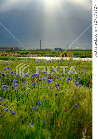 Cornflowers and angel's ladders blooming in a wheat field [Ikeda Town, Kitaazumi District] 127575727