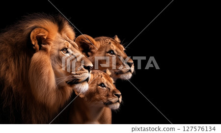 family of lions on a black background family of lions on a black background 127576134