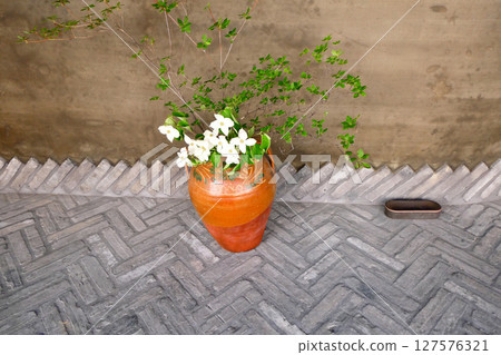 Street corner object: white dogwood flowers in a vase 127576321