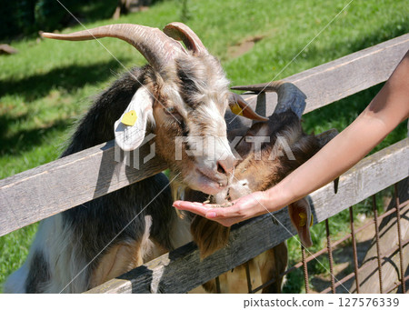A woman feeds a goat from her hand A woman feeds a goat from her hand 127576339