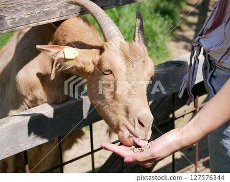 A woman feeds a goat from her hand A woman feeds a goat from her hand 127576344