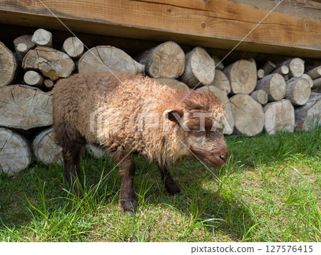 a ram near a fence in a village a ram near a fence in a village 127576415