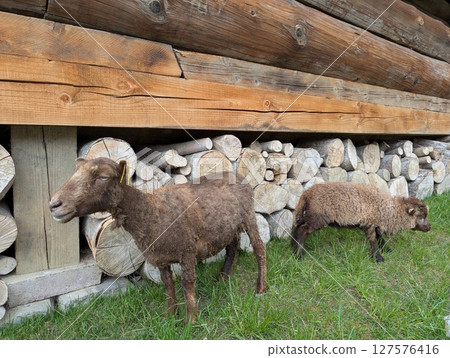 sheeps stands near fence in a village 127576416