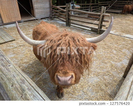 A portrait of a bull looks straight into the camera 127576420