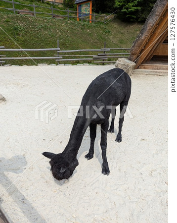 alpaca stands in a pen 127576430