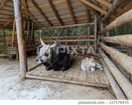 buffalo and calf lying down buffalo and calf lying down 127576435