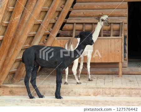 alpacas stand in a pen and look at the camera 127576442