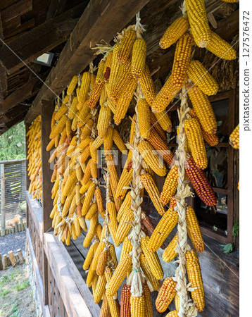 Dry corn cobs hang on a rope 127576472