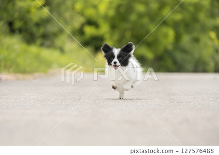 A small black and white papillon puppy joyfully runs along a quiet road, sticking out its tongue. The blurred green background creates a vivid scene. 127576488