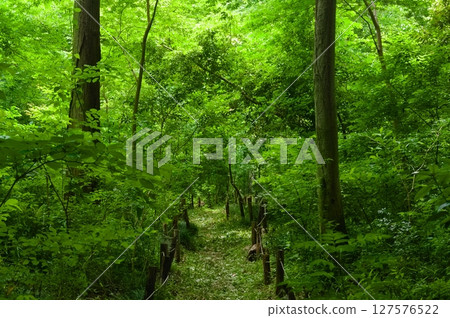 Around Awaya Forest, Kamagaya City, Chiba Prefecture June 2025 127576522