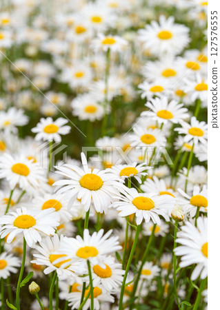 Blooming white daisies, chamomile in meadow with soft light and spring atmosphere. Floral background 127576555