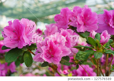 Blooming pink japan Azalea Ericaceae flowers, rhododendron flower macro, background 127576589