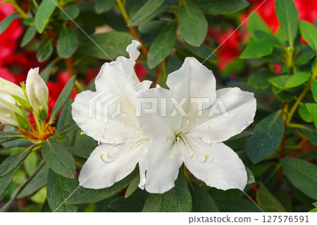 Blooming white japan Azalea Ericaceae flower in full bloom, rhododendron macro, close up 127576591