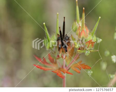 天竺葵 美國天竺葵 天竺葵 美國天竺葵 127576657