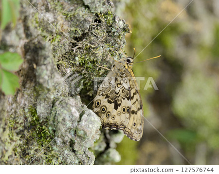 Sap foraging of Nymphalidae Satokimadarahikage 127576744