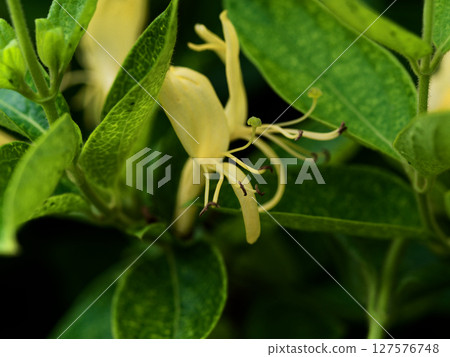 Evergreen climbing woody plant Caprifoliaceae Honeysuckle flower 127576748