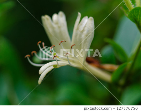 Evergreen climbing woody plant Caprifoliaceae Honeysuckle flower 127576750