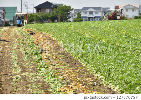 初夏在北海道七飯町拍攝夏季蘿蔔收穫 127576757