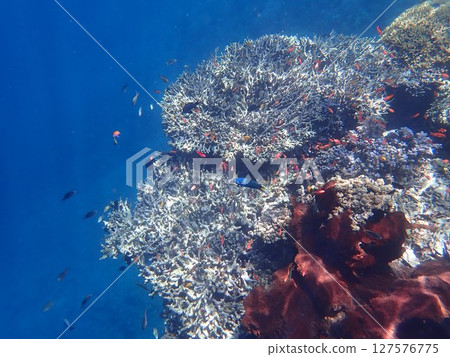 印度尼西亞 Menjangan 島的珊瑚和魚類 印度尼西亞 Menjangan 島的珊瑚和魚類 127576775