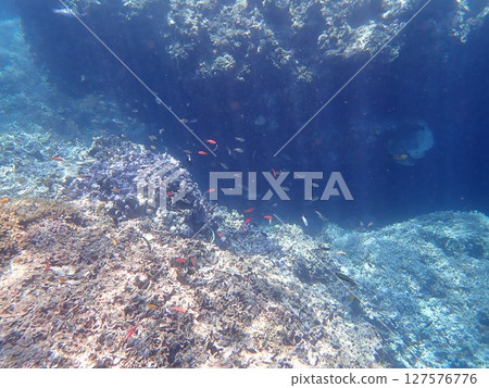 印度尼西亞 Menjangan 島的珊瑚和魚類 印度尼西亞 Menjangan 島的珊瑚和魚類 127576776