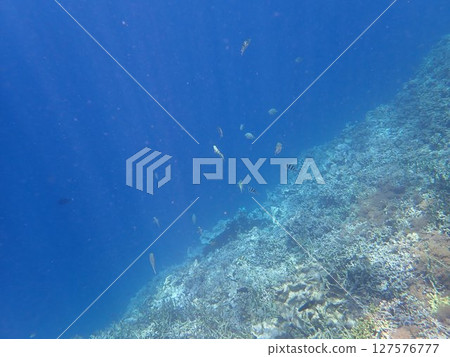 印度尼西亞 Menjangan 島的珊瑚和魚類 印度尼西亞 Menjangan 島的珊瑚和魚類 127576777