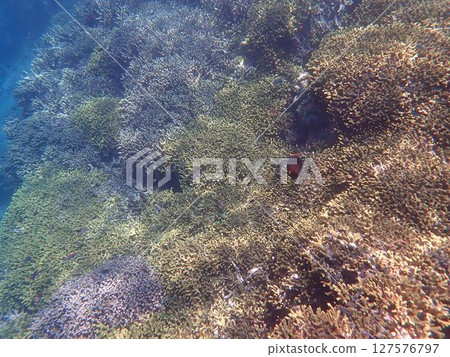 Coral and fish of Menjangan Island, Indonesia 127576797