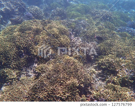 Coral and fish of Menjangan Island, Indonesia Coral and fish of Menjangan Island, Indonesia 127576799