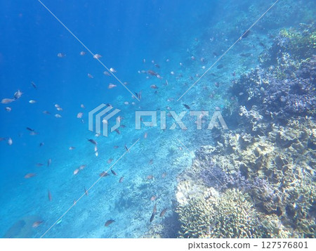 Coral and fish of Menjangan Island, Indonesia Coral and fish of Menjangan Island, Indonesia 127576801