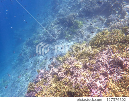 Coral and fish of Menjangan Island, Indonesia Coral and fish of Menjangan Island, Indonesia 127576802