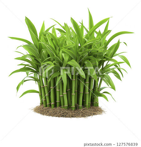 Cluster of vibrant green bamboo stalks with lush leaves, growing from base of straw like mulch, isolated on transparency background Cluster of vibrant green bamboo stalks with lush leaves, growing from base of straw like mulch, isolated on transparency background 127576839