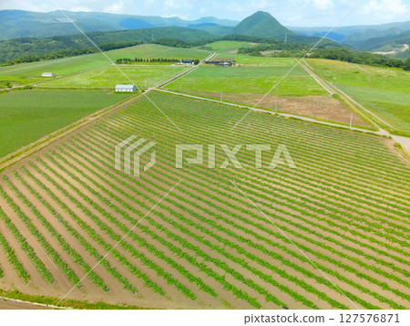 初夏北海道函館南瓜田的鳥瞰圖 127576871