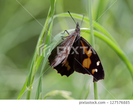 早春活躍的蛺蝶科長鼻蝶 127576885