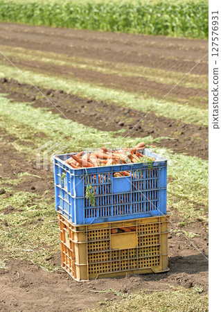 初夏在北海道七飯町拍攝胡蘿蔔收穫 127576931