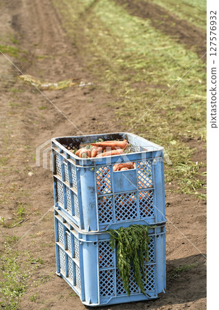 Photographing carrot harvesting in Nanae Town, Hokkaido in early summer 127576932