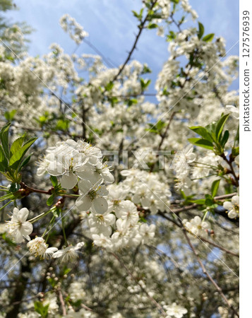 cherry blossom in spring, nature photography 127576939