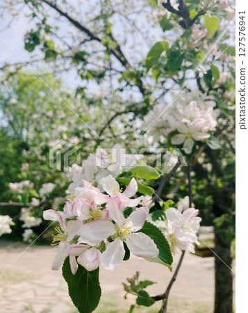 cherry blossom in spring, nature photography 127576941