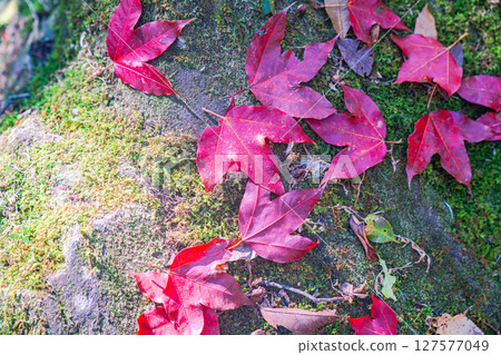 Colorful leaves decorate rocks and ground in natural forest. 127577049
