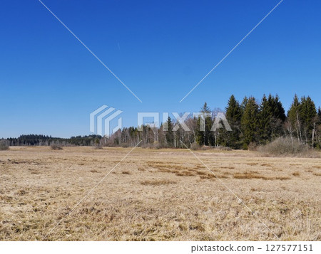 A large field of grass with a blue sky in the background A large field of grass with a blue sky in the background 127577151